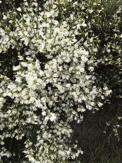 white Spanish broom thumbnail 4