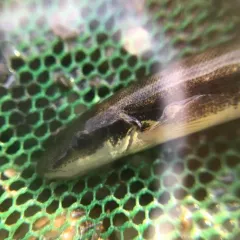 Longnose Dace thumbnail 2