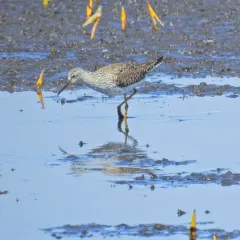 Lesser Yellowlegs thumbnail 4