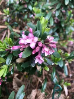 Winter daphne thumbnail 3