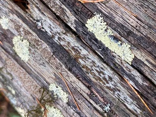 Xylographa pallens