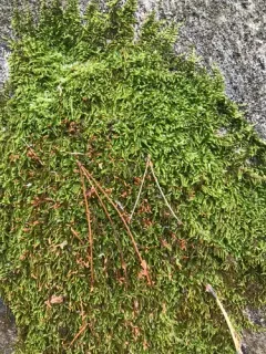 Lindberg's Maple-moss thumbnail 4
