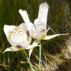 Northern Blue thumbnail 3