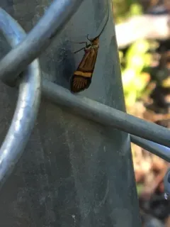Nemophora bellela thumbnail 2