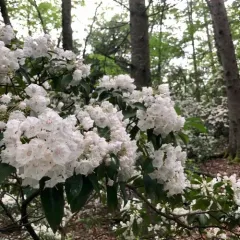 mountain laurel thumbnail 4
