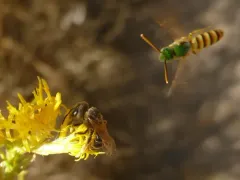 Honey-tailed Striped Sweat Bee thumbnail 4