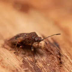 Birch Catkin Bug thumbnail 1