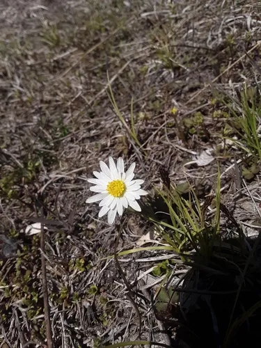 Carolina Anemone