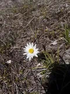 Carolina Anemone thumbnail 1