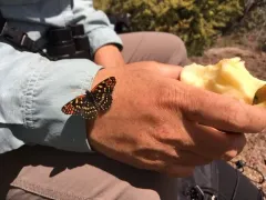 Leanira Checkerspot thumbnail 3
