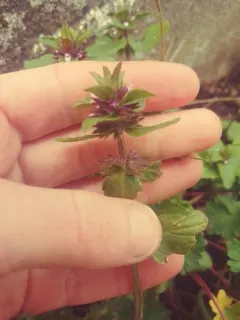 Field woundwort thumbnail 2