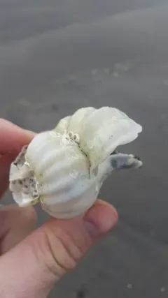 Beringius kennicottii thumbnail 2