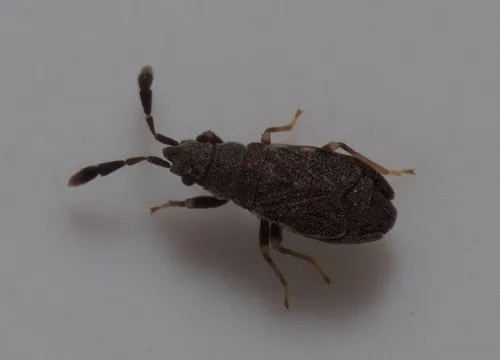 Sisamnes clavigerus