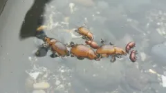 Emphyastes fucicola thumbnail 3