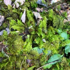 Ostrich-plume Moss thumbnail 3
