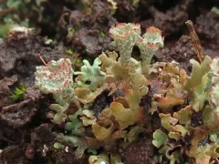 Smooth Pixie-cup Lichen thumbnail 3