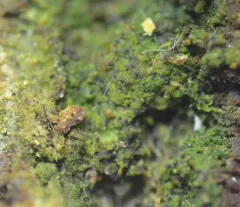 Thrombium epigaeum thumbnail 1