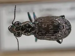 Elaphrus clairvillei thumbnail 4