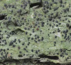 Shadow Dot Lichen thumbnail 2