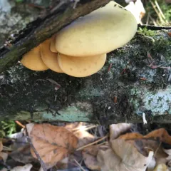 Late Oyster thumbnail 2