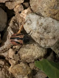 Calligrapha sigmoidea thumbnail 3
