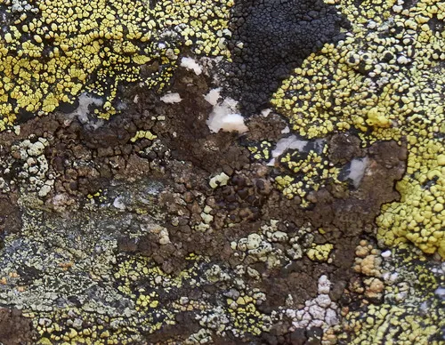 Chocolate Rim Lichen