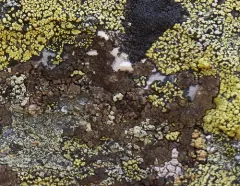 Chocolate Rim Lichen thumbnail 1