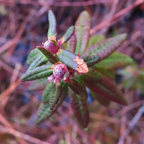 Bog Labrador Tea