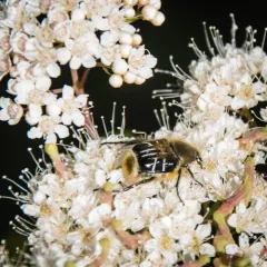 Bee-mimic Beetle thumbnail 2