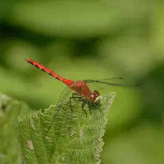 White-faced Meadowhawk thumbnail 4