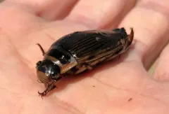 Dytiscus alaskanus thumbnail 2