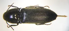 Sorrowful Click Beetle thumbnail 3