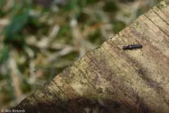 Stenus flavicornis thumbnail 4