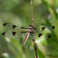 Twelve-spotted Skimmer thumbnail 3