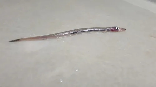 Slender Barracudina