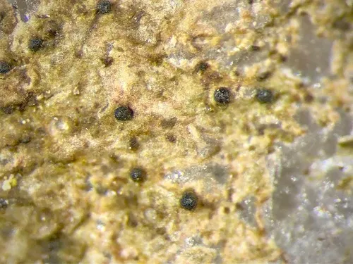 Pseudosagedia chlorotica