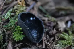 Pseudosarcosoma latahense thumbnail 1