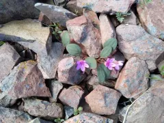 Great Basin Springbeauty thumbnail 2