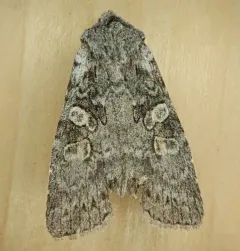 Lithophane pertorrida thumbnail 3