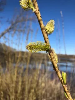 goat willow thumbnail 2