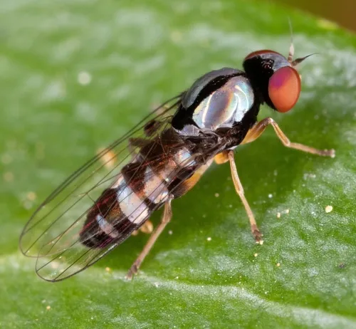 Bertamyia notata