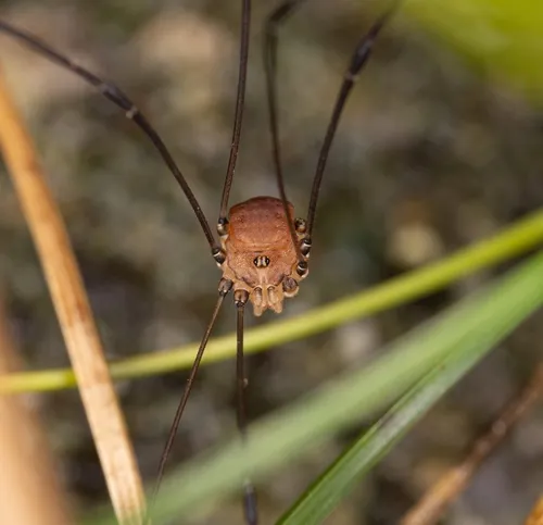 Leiobunum blackwalli