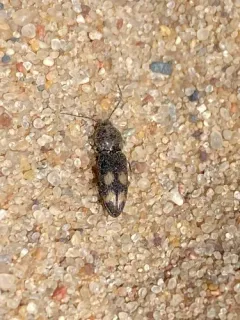 Paracardiophorus cardisce thumbnail 4