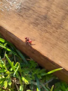 Myopa rubida thumbnail 4