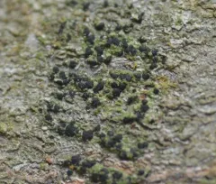 Arthonia apatetica thumbnail 1