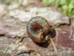 Forest Disc thumbnail 1