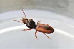 Clivina collaris thumbnail 4