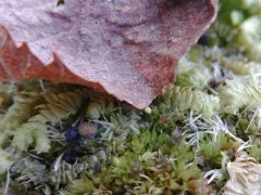 Nell's Tiny Jumping Spider thumbnail 2