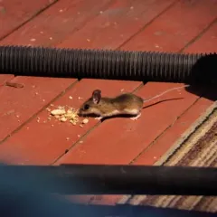 Eastern Deermouse thumbnail 3