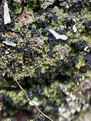 Schaereria dolodes